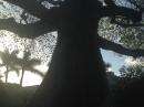 A beautiful tree: We saw this tree while running in Stuart Florida